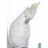 Крючок настенный "Попугай" Lladro 01007853