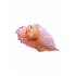 Блюдо для фруктов "Роза" Arum Rose Daum 05647-1